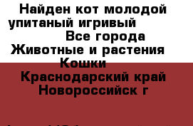 Найден кот,молодой упитаный игривый 12.03.2017 - Все города Животные и растения » Кошки   . Краснодарский край,Новороссийск г.